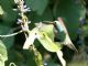 Broad-billed Hummingbird (Cynanthus latirostris) Male