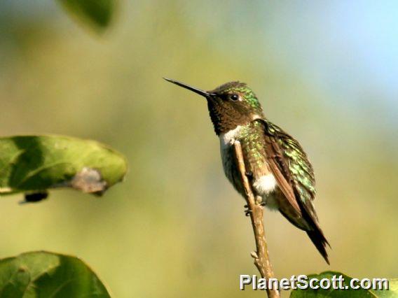 Ruby-throated Hummingbird (Archilochus colubris)