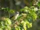 Bells Vireo (Vireo bellii) 