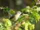 Bells Vireo (Vireo bellii) 