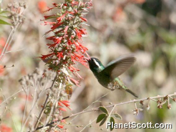 White-eared Hummingbird (Basilinna leucotis)