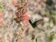 White-eared Hummingbird (Hylocharis leucotis) Female