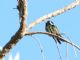 White-eared Hummingbird (Hylocharis leucotis) Male