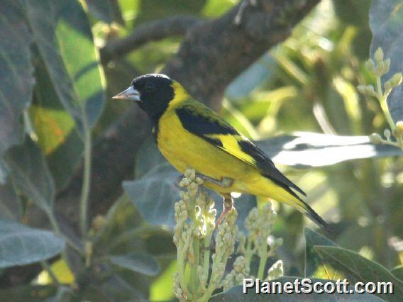 Black-headed Siskin (Spinus notatus)