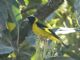 Black-headed Siskin (Carduelis notatus) 