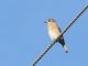 Eastern Bluebird (Sialia sialis) 