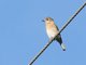 Eastern Bluebird (Sialia sialis)