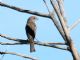 House Finch (Carpodacus mexicanus) Female