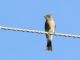 Greater Pewee (Contopus pertinax) 