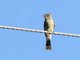 Greater Pewee (Contopus pertinax)