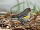 Yellow-rumped Warbler (Dendroica coronata) Male Audubons Ssp.