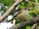 Palm Warbler (Dendroica palmarum) 