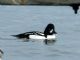 Barrows Goldeneye (Bucephala islandica) Male