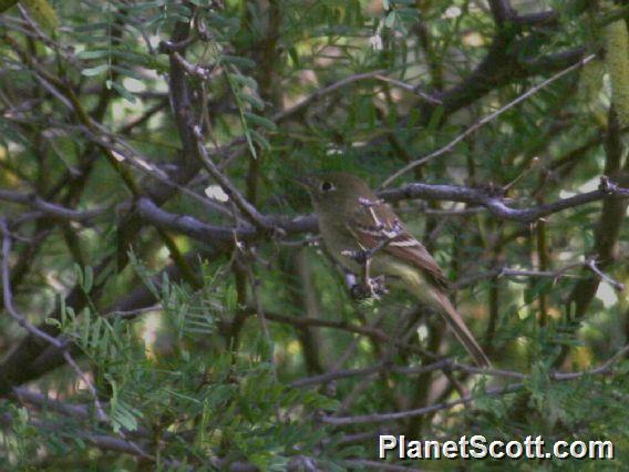 Dusky Flycatcher (Empidonax oberholseri)