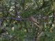 Dusky Flycatcher (Empidonax oberholseri)