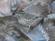 Cactus Wren (Campylorhynchus brunneicapillus)