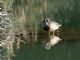 Blue-winged Teal (Spatula discors) Male