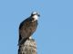 Osprey (Pandion haliaetus) 