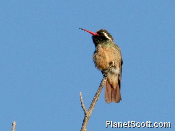 Xantus's Hummingbird (Basilinna xantusii)