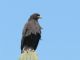 Harriss Hawk (Parabuteo unicinctus) 