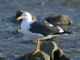 Yellow-footed Gull (Larus livens) 