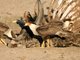 Crested Caracara (Polyborus cheriway)