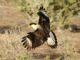 Crested Caracara (Polyborus cheriway) 