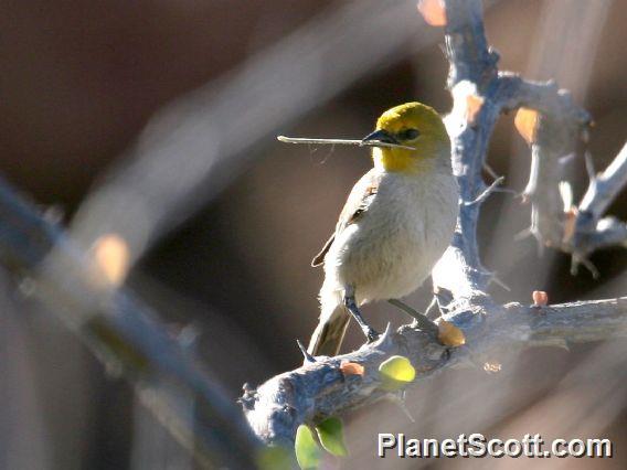 Verdin (Auriparus flaviceps)