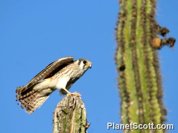 American Kestrel (Falco sparverius)