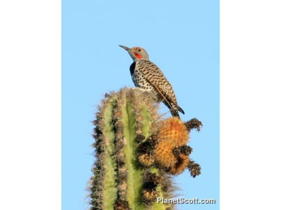 Gilded Flicker (Colaptes chrysoides)