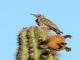 Gilded Flicker (Colaptes chrysoides) 