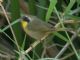 Common Yellowthroat (Geothlypis trichas) Male Immature