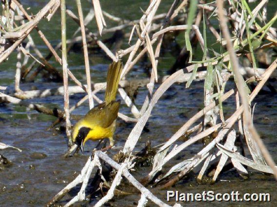 Belding's Yellowthroat (Geothlypis beldingi)