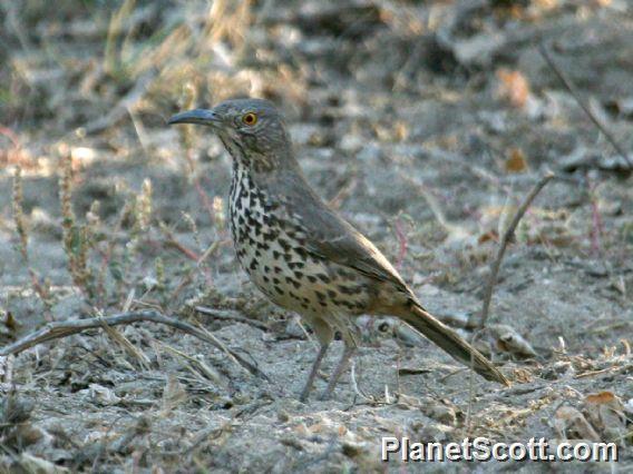 Gray Thrasher (Toxostoma cinereum)