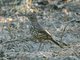Grey Thrasher (Toxostoma cinereum)