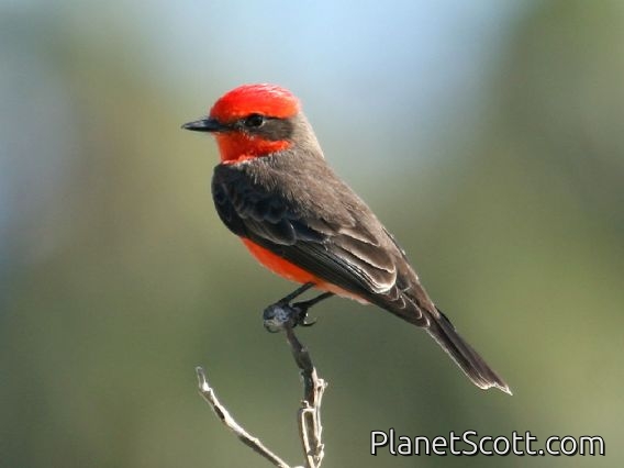 Images for Birds