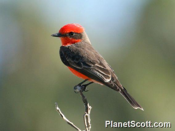 Vermilion Flycatcher (Pyrocephalus rubinus)