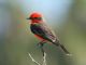 Vermilion Flycatcher (Pyrocephalus rubinus) 