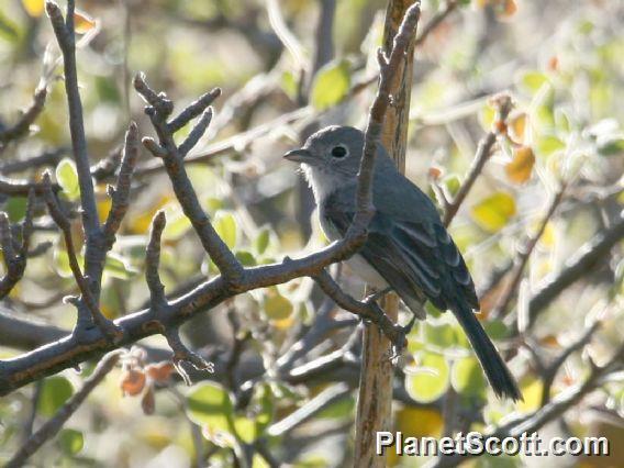 Gray Vireo (Vireo vicinior)