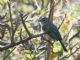 Gray Vireo (Vireo vicinior) 