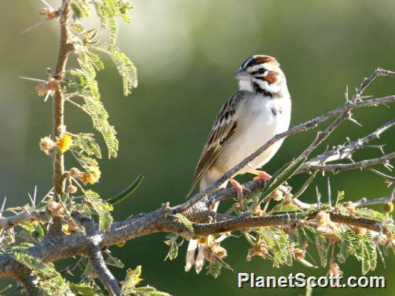 Lark Sparrow (Chondestes grammacus)