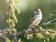 Lark Sparrow (Chondestes grammacus) 