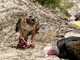 Red-tailed Hawk (Buteo jamaicensis)