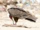 Turkey Vulture (Cathartes aura) 