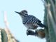 Ladder-backed Woodpecker (Picoides scalaris) Male