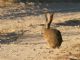 Black-tailed Jackrabbit (Lepus californicus) 