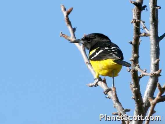 Scott's Oriole (Icterus parisorum)