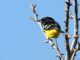 Scotts Oriole (Icterus parisorum) 