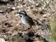 Black-throated Sparrow (Amphispiza bilineata) 