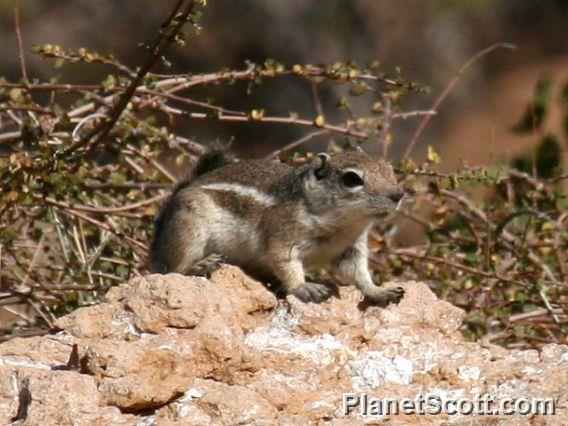 White-tailed Antelope Squirrel (Ammospermophilus leucurus)